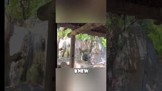 Zookeeper Escapes Angry Silverback Gorilla with Only a Bucket animals love [upl. by Enelyar903]