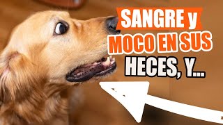 ¿QUÉ Significa MOCO o SANGRE en las HECES y ORINA de Tu PERRO🐶💩 [upl. by Zacherie]