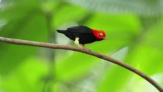 Redcapped Manakin amp Moonwalk Vs Michael Jackson  courtship ritual [upl. by Charie896]