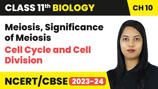 Meiosis Significance of Meiosis  Cell Cycle and Cell Division  Class 11 Biology Ch 10  CBSE [upl. by Daiz]