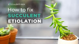 BEGINNER TIPS HOW TO FIX SUCCULENT ETIOLATION  WHY SUCCULENT IS LEGGY OR STRETCHED [upl. by Anirbac]