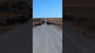 Traffic jam in cow country cow cattlerearing cattlerancher [upl. by Llenhoj219]