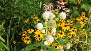 Rattlesnake Master  Eryngium yuccifolium as companion plant at Ion Exchange [upl. by Anirbed]