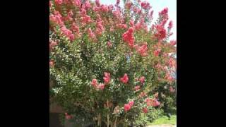 Drought Tolerant Crepe Myrtle Trees Around Modesto CA [upl. by Gerianna]