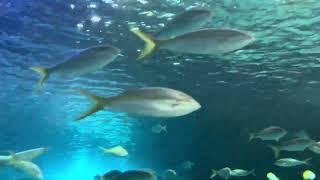 Toronto  Ripley’s Aquarium [upl. by Karita]