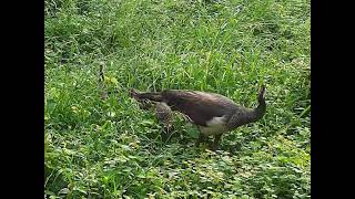 BABY PEACOCKS CHICKS And Mother Peahen  Feeding On Natural Vegetation [upl. by Ycnalc]