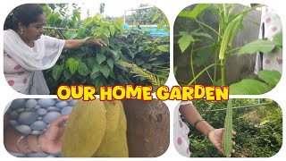 Our Vegetable Garden Tamil trending viralvideo video subscribe garden VillageCookingChannel [upl. by Gypsy]