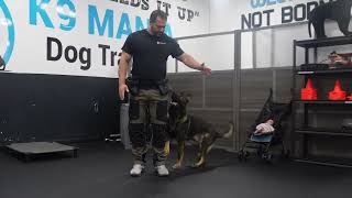 Meet Troy The Ultimate Protection Dog for Your Family  K9 Mania Protection Dogs protectiondog [upl. by Deming996]