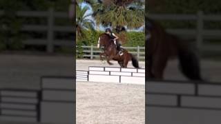 Telley was so good today horse equestrain viralsounds equestrainlife trending [upl. by Savanna]