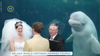 A couples wedding was photobombed by a beluga whale  Your Morning [upl. by Neehs]