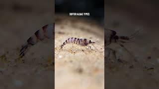 Purple Zebra Shrimp 🦐 What Algae Do These Freshwater Shrimp Eat [upl. by Kaliski]