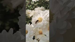 explore flowersfrommygardenماشاءالله honeybeesflowers 🌸viralshort [upl. by Andrews]