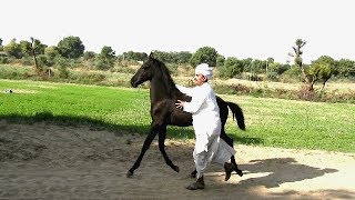 Marwari horse Colt videography [upl. by Herbie998]