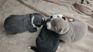 Silas Spencer and Stella from Shynes litter  Border collie puppies  Lilac Slate Black [upl. by Ariahay568]