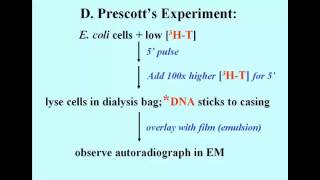 Prescott Experiment [upl. by Lark]