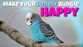 Budgie sounds 1 Hour Happy Budgies Parakeets [upl. by Newcomb]