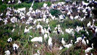 A Lot of Gain Bird Life in Lake At Field To Made Nest For Egg Born Babies  BirdsLifeCycle [upl. by Say]