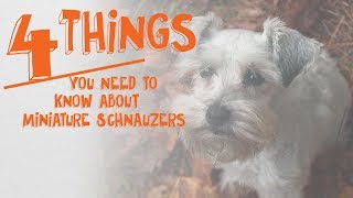 4 Things You Need to Know About Miniature Schnauzers  Cone of Shame with Dr Andy Roark [upl. by Anilorak]