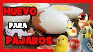 Por esto 😱 debes darle HUEVO a tus PAJAROS 🐦 HUEVO DURO para CRIAR CANARIOS y AVES EXOTICAS [upl. by Notyalk]