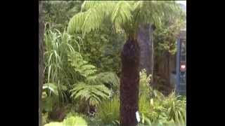 Dicksonia Antarctica and Cyathea Cooperi fernery [upl. by Mccurdy]