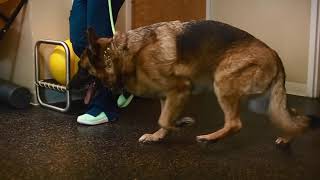 German Shepherd Dog GSDwith Degenerative Myelopathy DM diagnosed via genetic testing blood test [upl. by Nashbar]