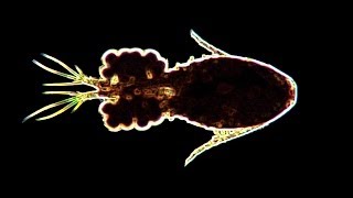 Zooplankton and Phytoplankton Slideshow [upl. by Kcirdla]