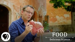 FOOD  DELICIOUS SCIENCE  The Maillard Reaction The Science Of The Sizzle  Clip  PBS Food [upl. by Cosimo426]