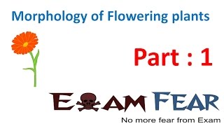 Biology Morphology of Flowering Plants part 1 Introduction CBSE class 11 XI [upl. by Dotson513]