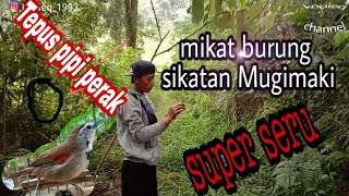 MIKAT BURUNG Tepus pipi perak dan SIKATAN MUGIMAKI [upl. by Klein]