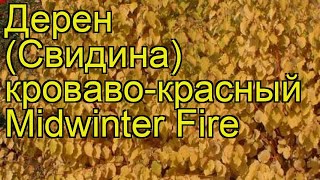 Дерен кровавокрасный Мидвинтер Фире Краткий обзор описание cornus sanguinea Midwinter Fire [upl. by Ardnaet]