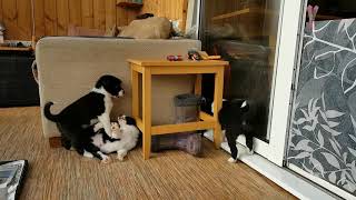 Five week old border collie puppies  learning to bark [upl. by Felizio]