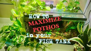 HOW TO 💪MAXIMIZE POTHOS 💪 in your FISH TANK🐟🐟🐟 [upl. by Gathard]