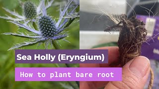 How to plant Sea Holly Eryngium from bare root [upl. by Kreegar454]