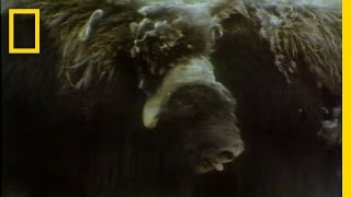 Musk Ox vs Wolves  National Geographic [upl. by Elli]