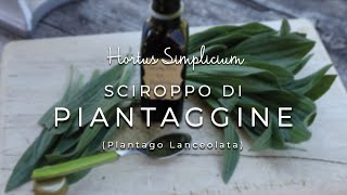 Sciroppo di Piantaggine Plantago Lanceolata  Hortus Simplicium [upl. by Ahcsatan]