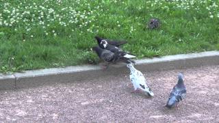 Pigeon vs Sparrow fighting [upl. by Tsiuqram]