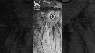 Screech owl falling asleep Watch the owls eyes  shorts [upl. by Alveta]