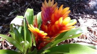 Bromeliad  Vriesea splendens  Flaming Sword  Top 10 Bromeliads HD 21 [upl. by Simonette]