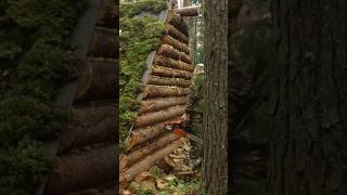 Big log house part 2 survival camping survivalshelter [upl. by Armin]