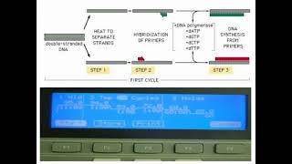 Procedures of PCR Amplifications [upl. by Atnamas550]