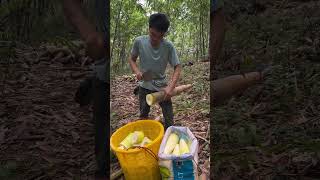 Cutting Fresh Bamboo Shoots satisfying farming [upl. by Inglis]