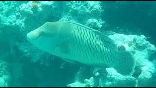 Underwater World Raiatea French Polynesia judystravels snorkelingraiatea underwaterworld [upl. by Aerdnael414]