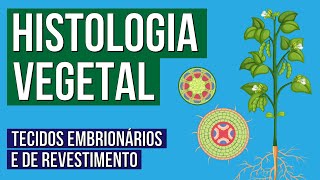 HISTOLOGIA VEGETAL tecidos embrionários e de revestimento  Biologia para o Enem  Cláudia Aguiar [upl. by Debbee289]