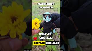 FLORES AMARILLAS 🌻 paz tendencia 21deseptiembre floresamarillas short funny cute love [upl. by Hortensia498]