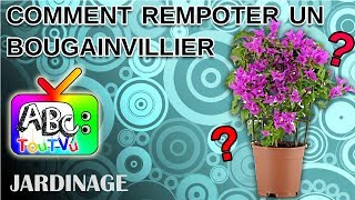 Rempoter un bougainvillier [upl. by Moulden35]