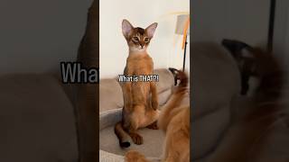 Scary 😱 Abyssinian kitten reaction to the new toy abyssinian catlover catshorts funnycats fyp [upl. by Nodaj735]