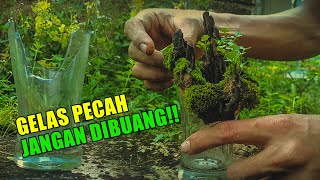 Paludarium mini dari gelas pecah [upl. by Rumery701]