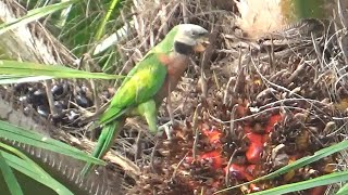 Redbreasted Parakeet eating palm fruits [upl. by Assylla]