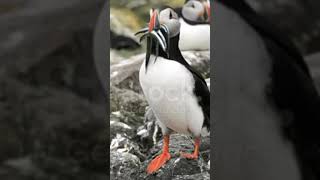 Puffin bird fact youtubeshorts bird [upl. by Neddie]