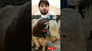 Beautiful animal graze  viral shorts  trending video  giant  Brahman funny videos  fyp  bull [upl. by Eiggam]